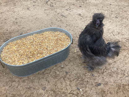 Black Soldier Fly & Fishmeal Layer Feed in a gray metal bin, 16% protein, 20-pound size, by Dahlia Pets.