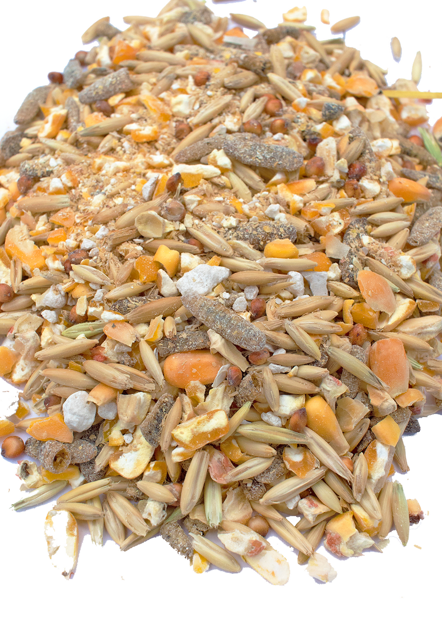 Soy-free layer feed blend with 16% protein, featuring black soldier fly larvae and fishmeal, by Dahlia Pets.