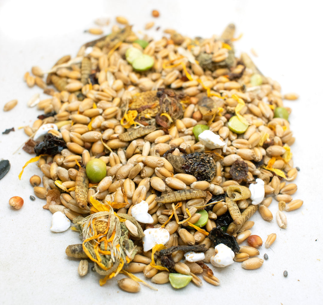 Protein-Rich Chicken Treat with Black Soldier Fly Larvae