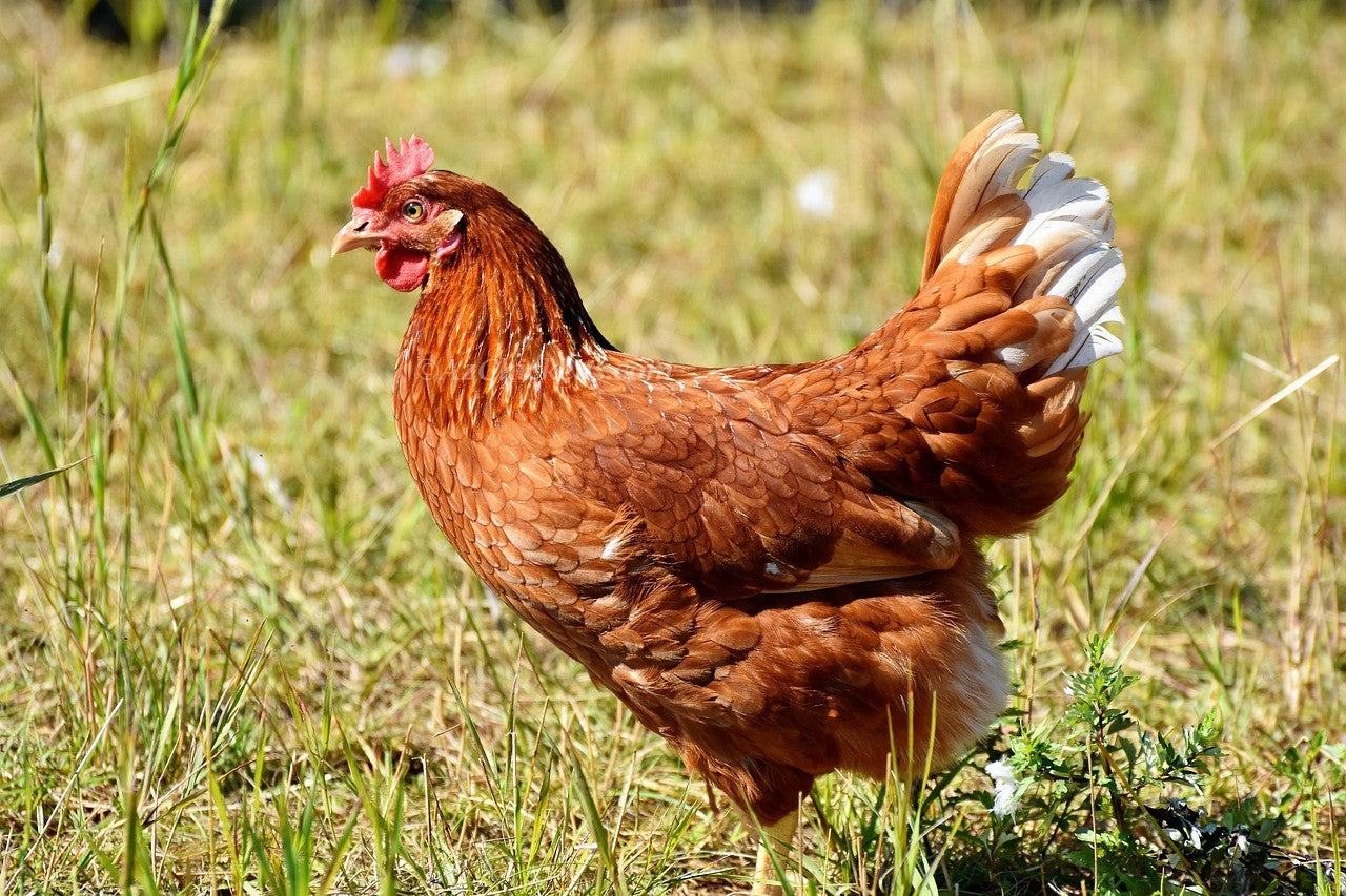 Mature ISA Brown, Golden Comet, and Brown Novogen laying hens, pasture-raised and heat hardy by Az Chickens