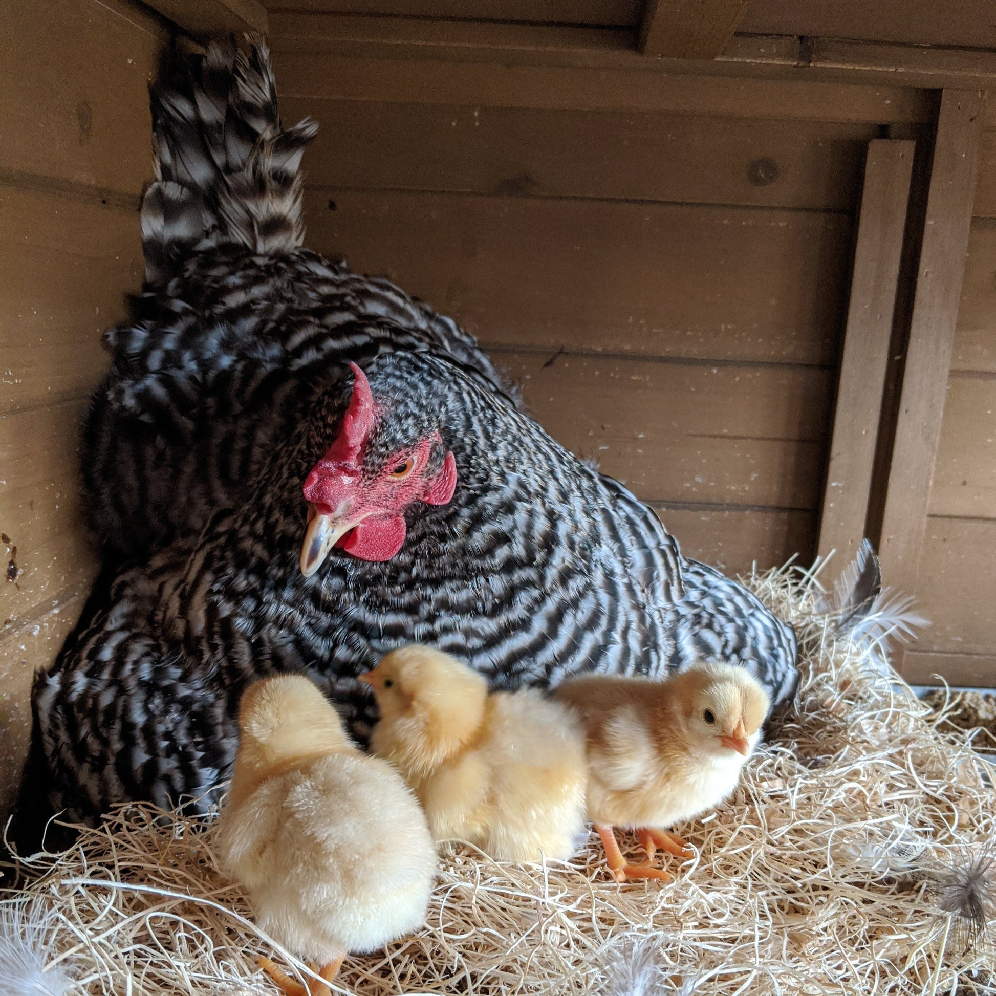 Hardy Barred Plymouth Rock hens, 6-10 weeks old pullets, with striking black and white striped feathers, by Az Chickens.