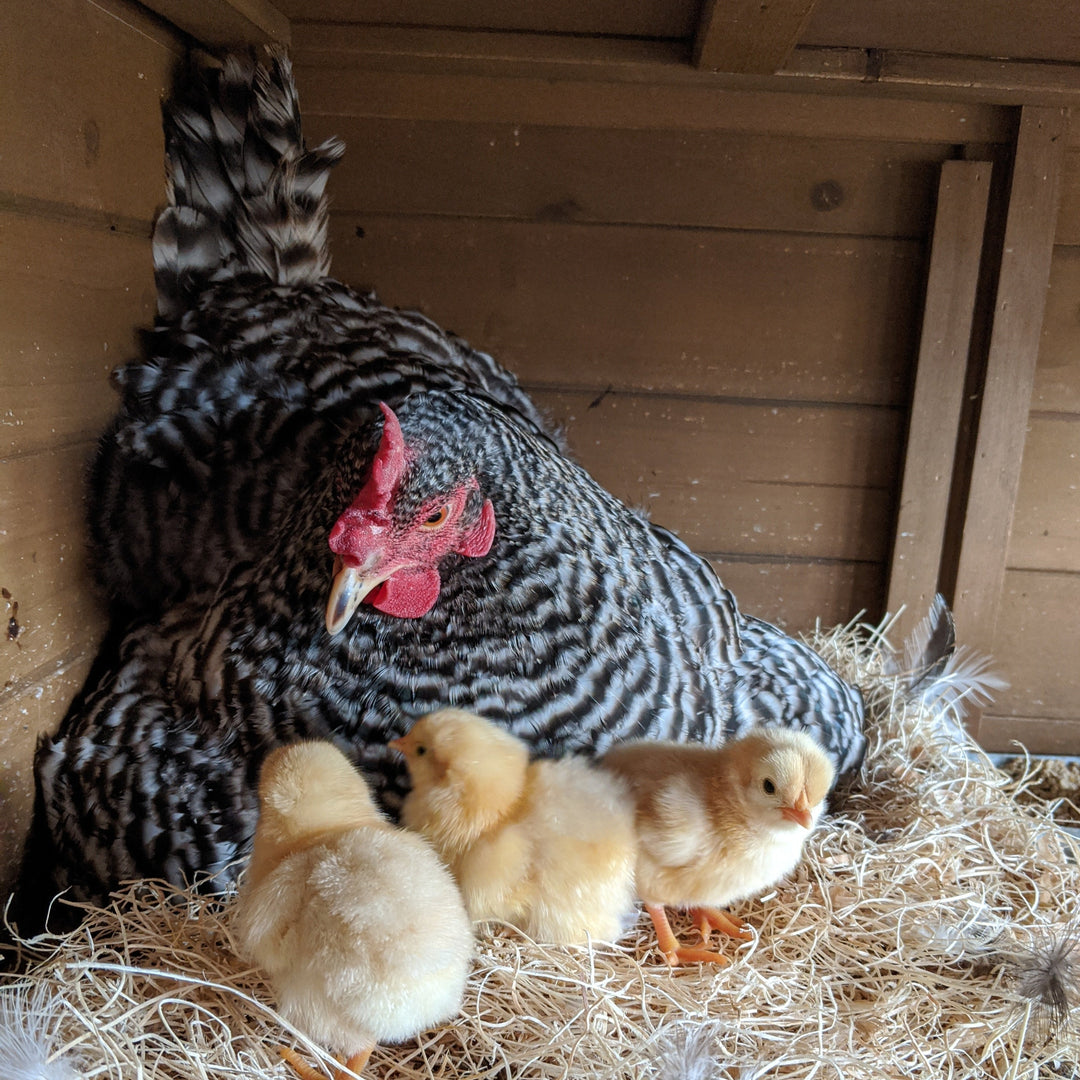 Barred Plymouth Rock Chicks (unsexed)