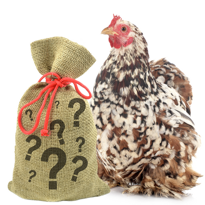 Natural burlap sack of mixed chicken treats with a colorful hen beside it - Dahlia Pets 7-pound bundle