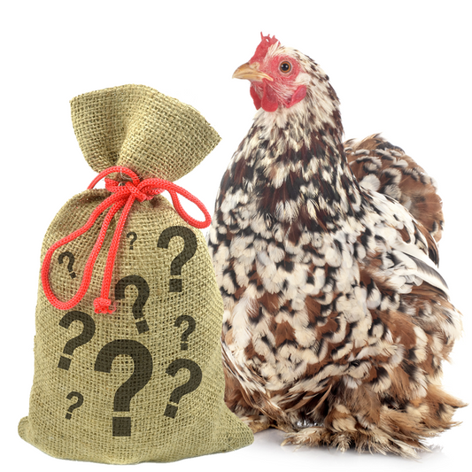 Natural burlap sack of mixed chicken treats with a colorful hen beside it - Dahlia Pets 7-pound bundle