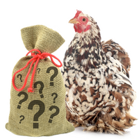 Natural burlap sack of mixed chicken treats with a colorful hen beside it - Dahlia Pets 7-pound bundle