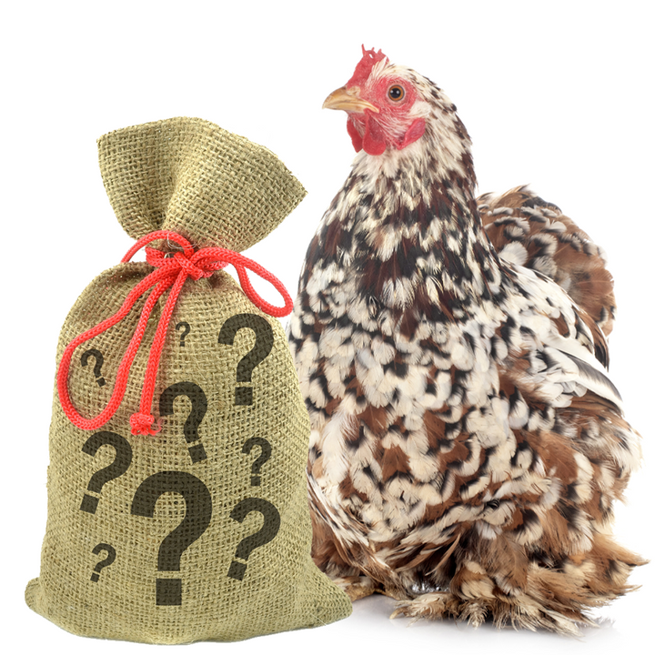7-pound burlap treat bag with question marks beside a colorful chicken from Dahlia Pets