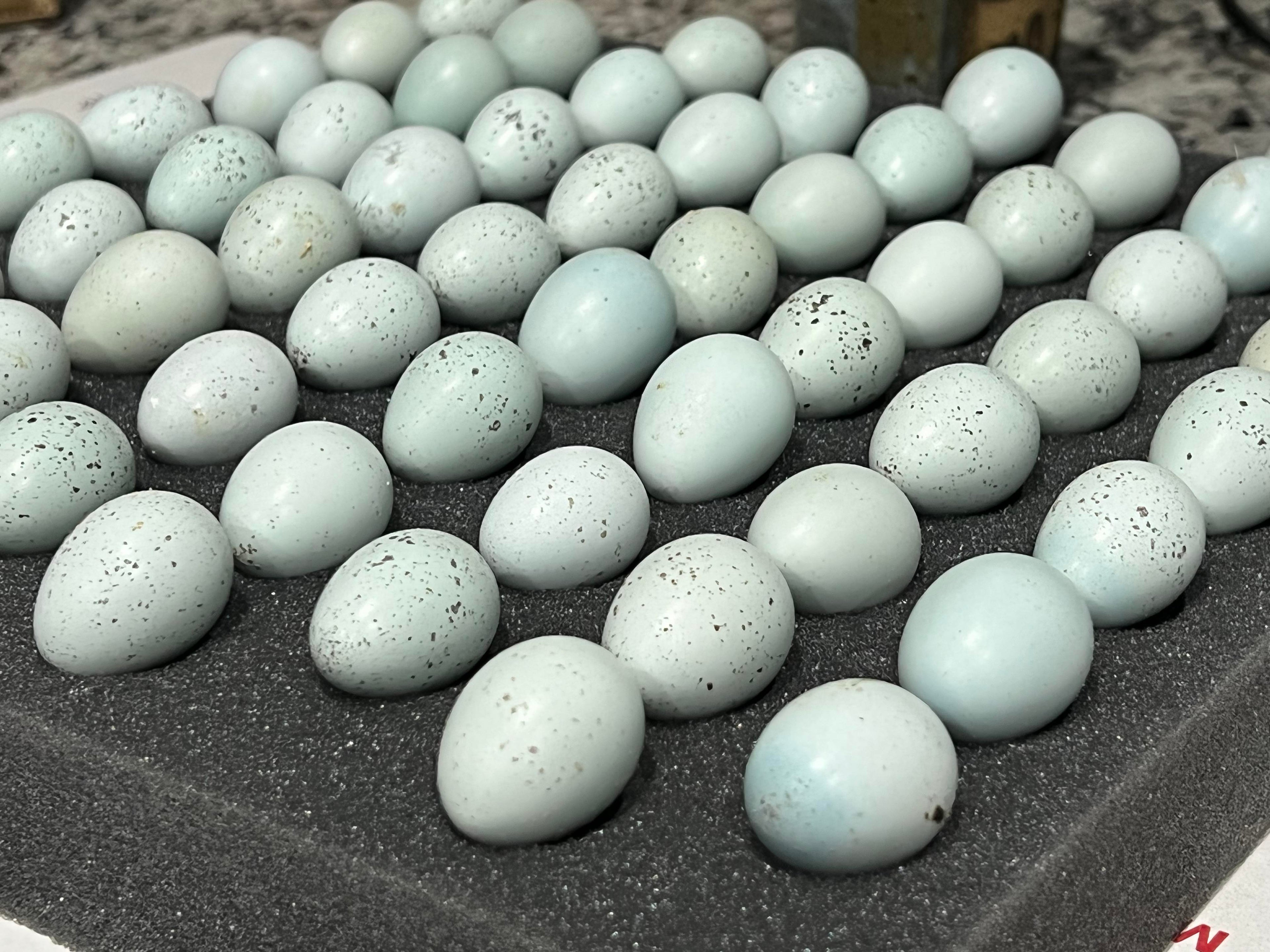 Blue Celadon Quail Hatching Eggs - 100% Blue Egg Layers