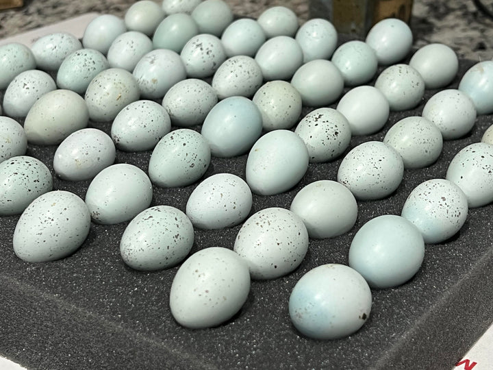 Celadon Quail Adults