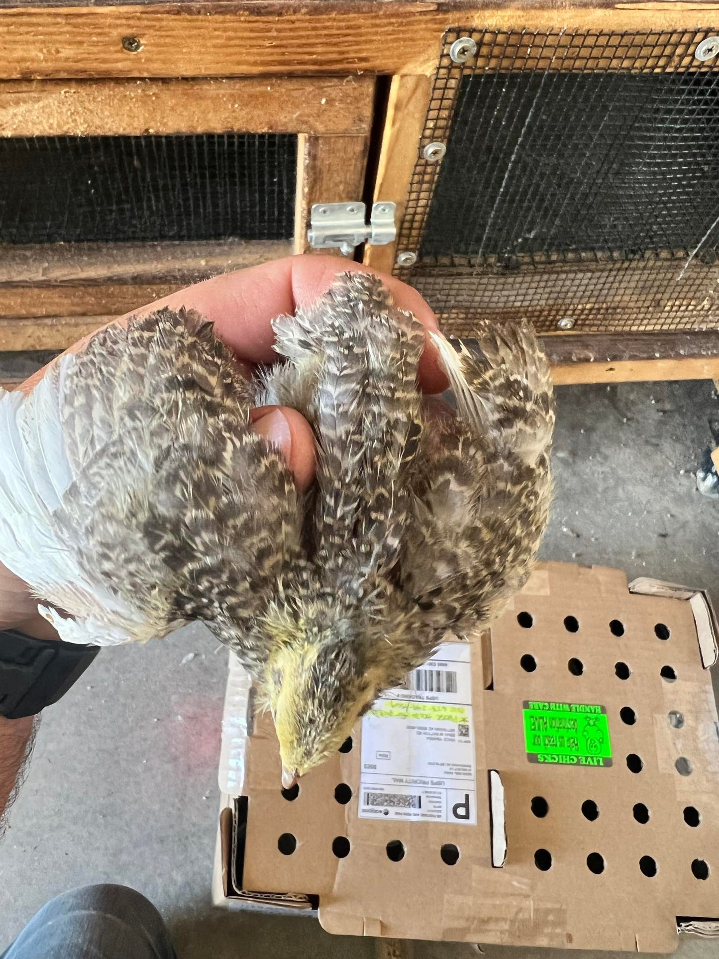 Cailles Céladon Adultes