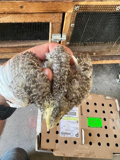 Cailles Céladon Adultes