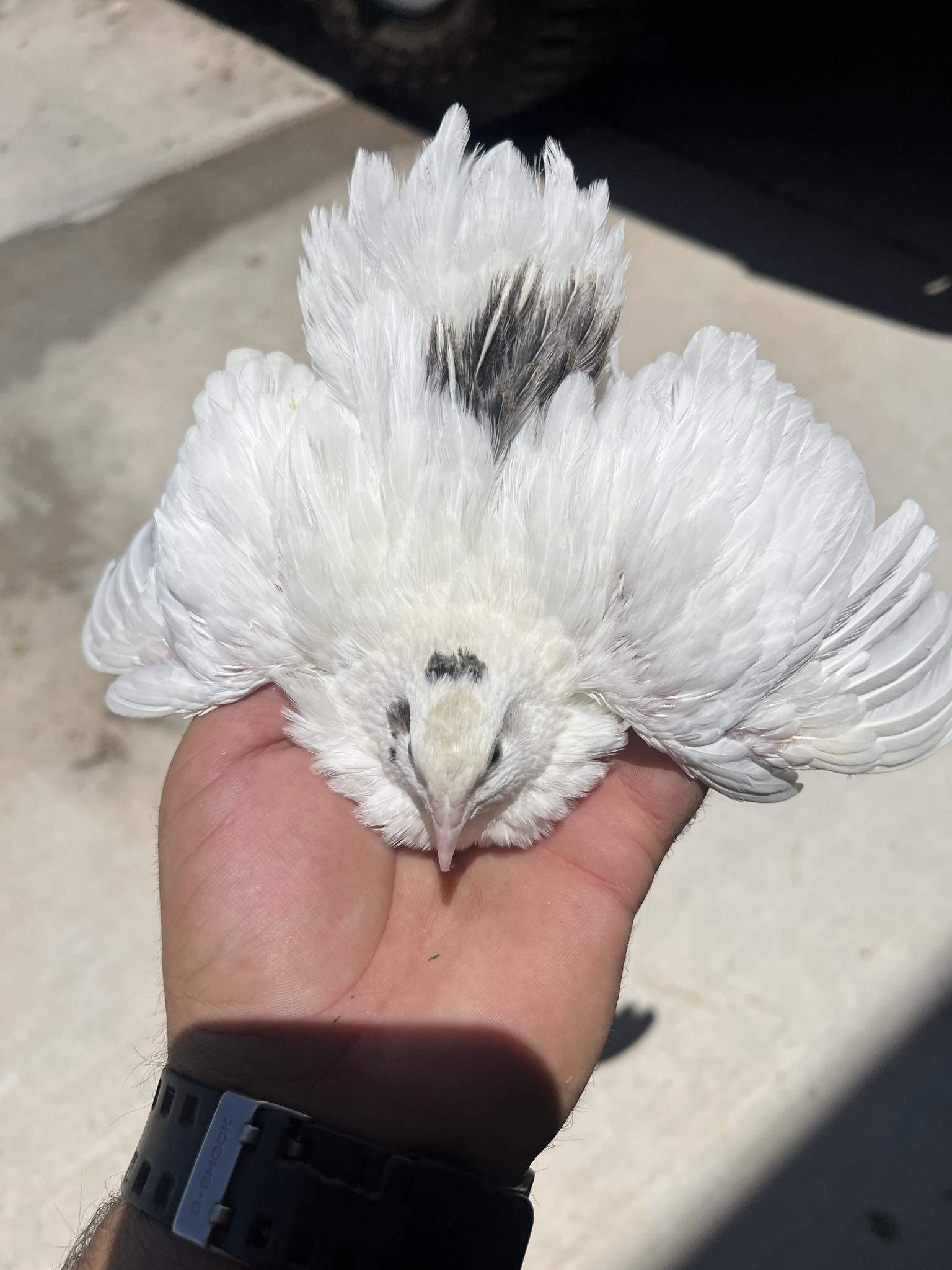 Blue Celadon Quail Hatching Eggs - 100% Blue Egg Layers