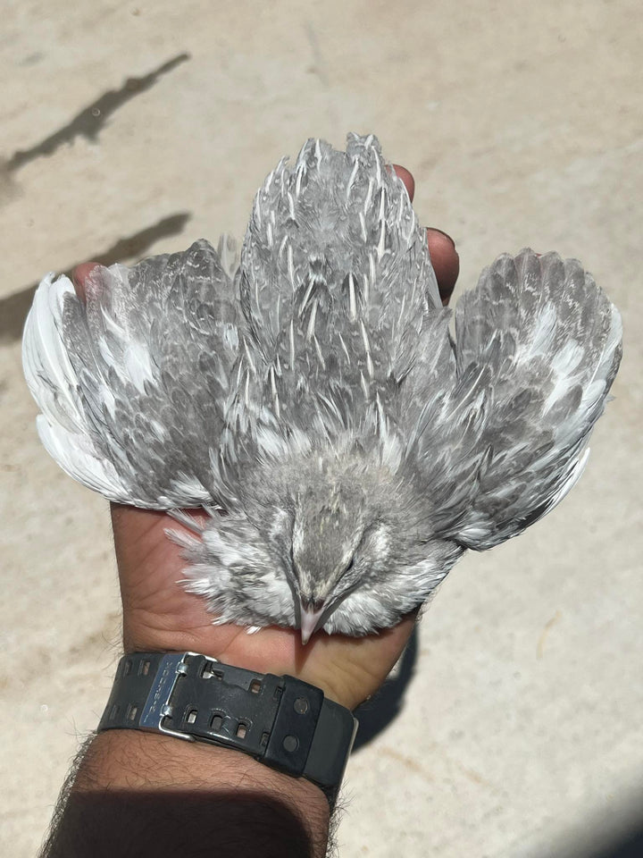 Celadon Quail Adults