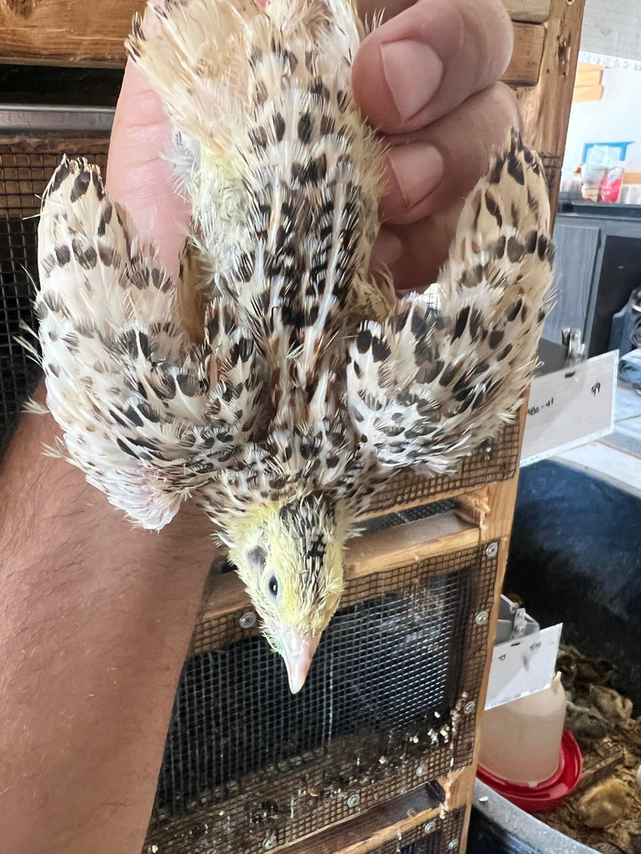 Celadon Quail Hatching Eggs