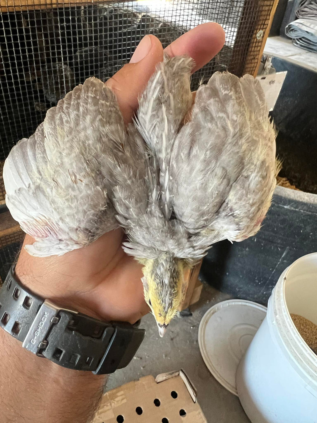 Celadon Quail Hatching Eggs