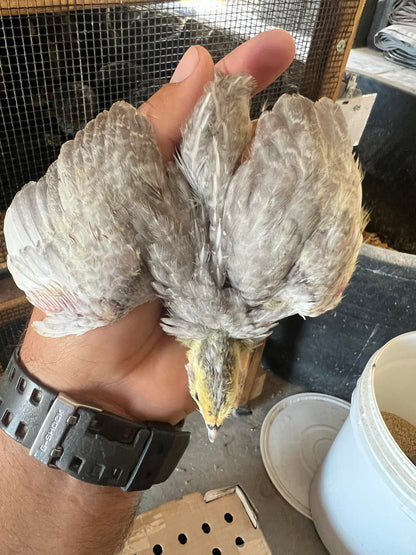 Blue Celadon Quail Hatching Eggs - 100% Blue Egg Layers