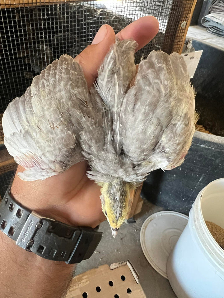 Celadon Quail Hatching Eggs