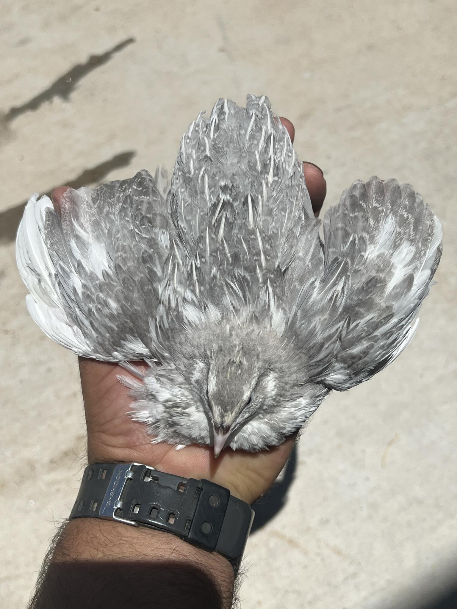Celadon Coturnix quail juveniles, blue egg layers, 2-3 weeks old, from Az Chickens, suitable for beginners