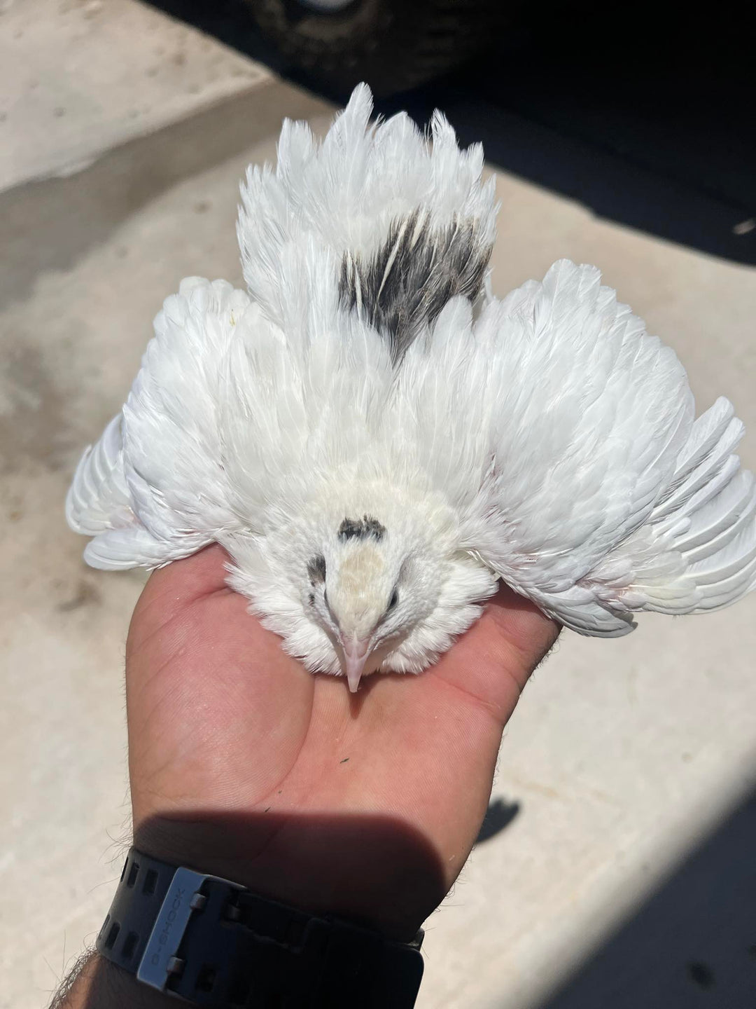 Celadon Quail Adults
