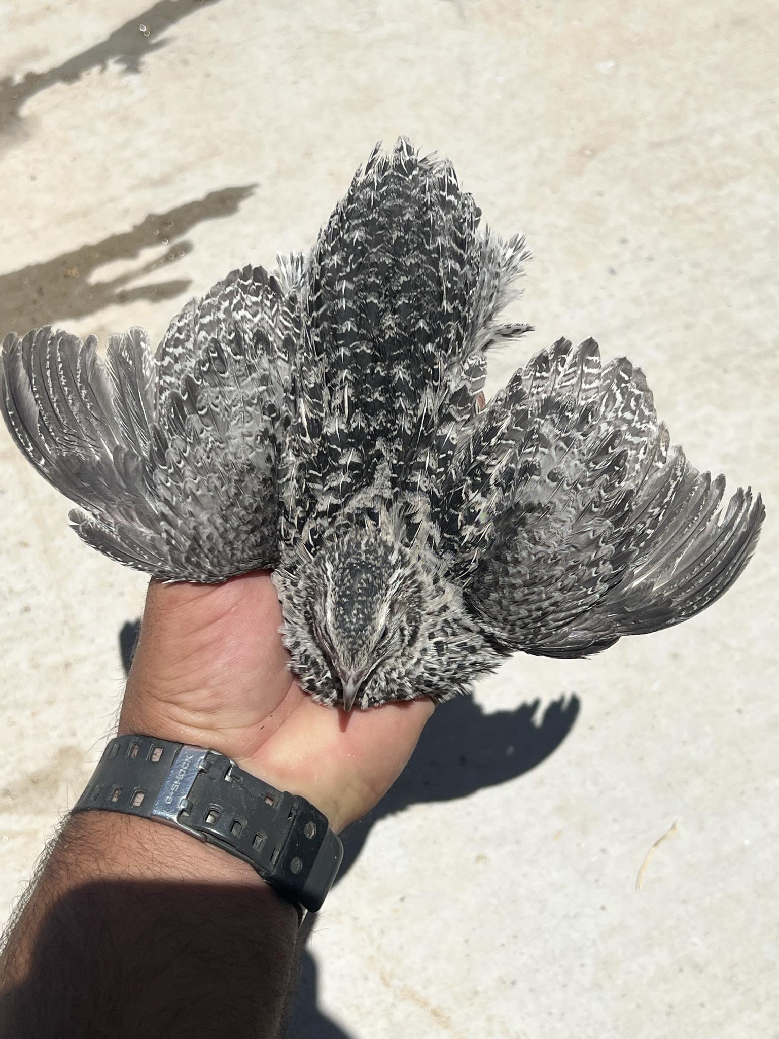 Celadon Coturnix quail juveniles, 2-3 weeks old, showing blue eggs, from Az Chickens.