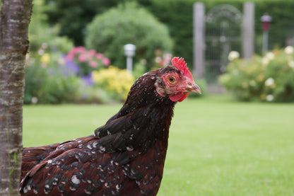 Trio Flock Chicks Drop: Heritage Edition