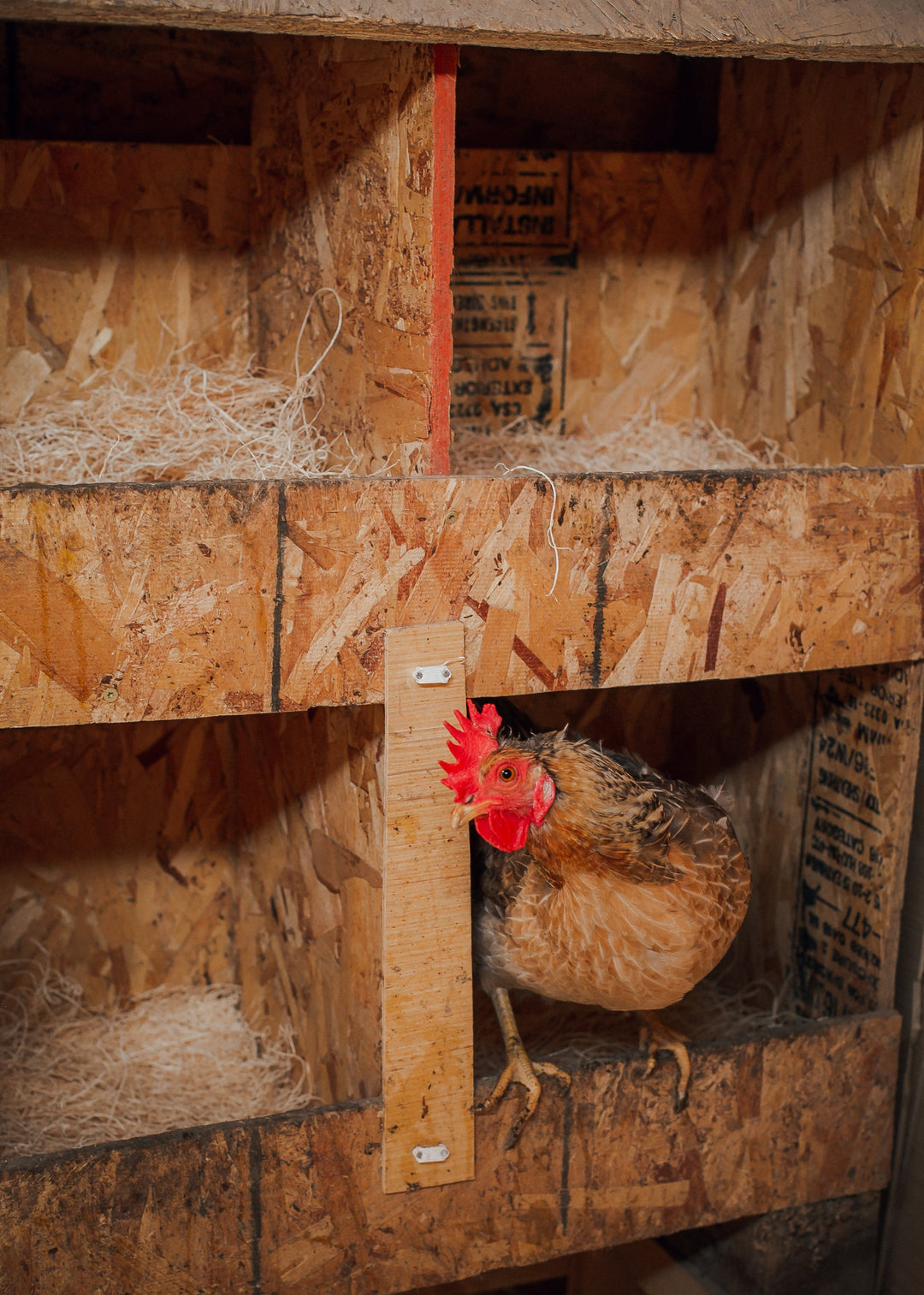 Premium aspen excelsior chicken nesting pads in a rustic wooden nesting box, ideal for backyard chicken coops by Eaton Pet a