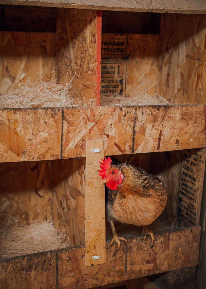 Premium aspen excelsior chicken nesting pads in a rustic wooden nesting box, ideal for backyard chicken coops by Eaton Pet a
