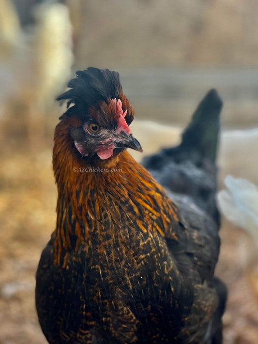 Olive Egger hens, 6-10 weeks old, featuring unique olive-colored eggs, by Az Chickens.