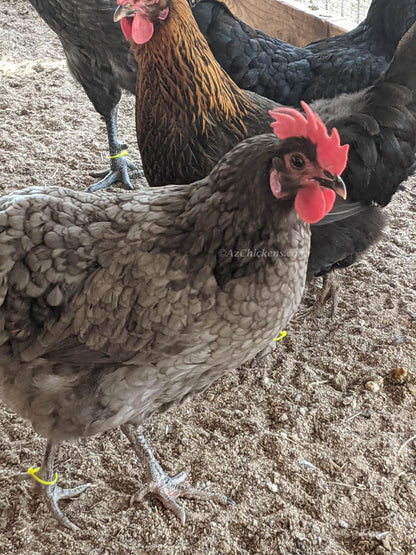 Olive Egger Hens - Hardy Hybrid Chickens Laying Unique Olive Eggs
