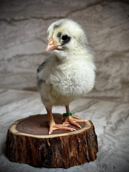 Fertile Olive Egger hatching eggs from AmericanBresse.com, F1-F7 generation for blue and brown egg layers.