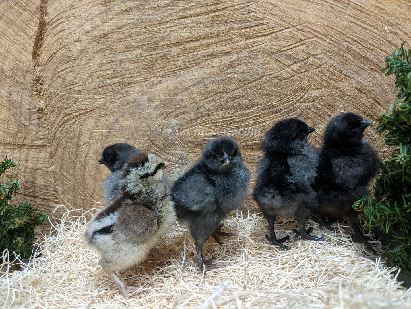 Olive Egger chicks from Az Chickens, vibrant yellow with fluffy feathers for colored egg production.