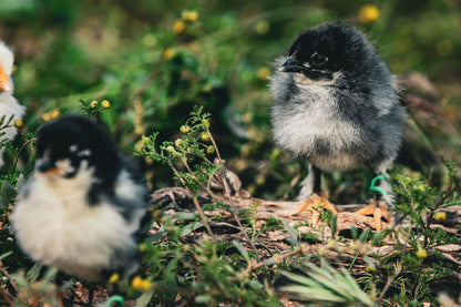 Olive Egger Fertile Hatching Eggs - F1-F7 Generation Chickens