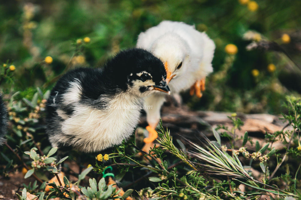 Fertile Olive Egger hatching eggs in various shades, F1-F7 generation for backyard breeding by AmericanBresse.com