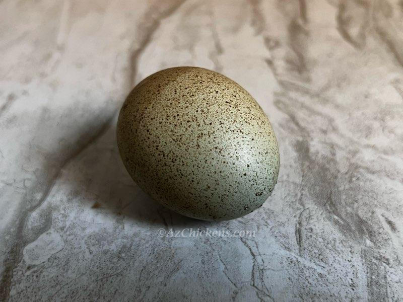 Olive Moss Egger Hatching Eggs - F3-F7 Generation Dark Egg Layers