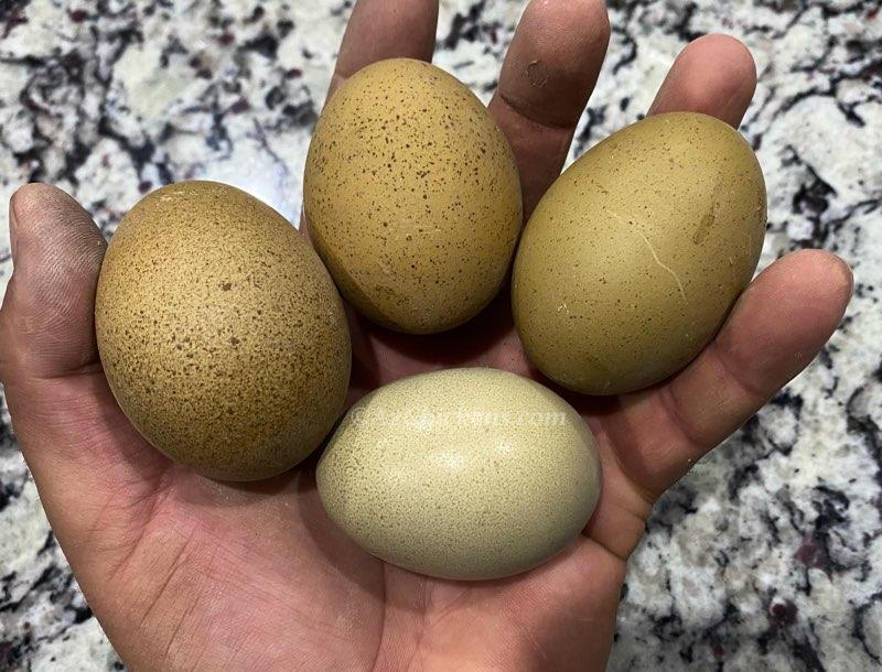 Olive Egger Hens