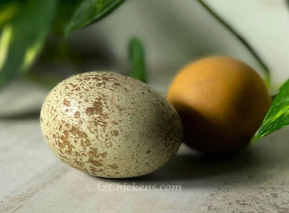 Olive Egger Hens - Hardy Hybrid Chickens Laying Unique Olive Eggs