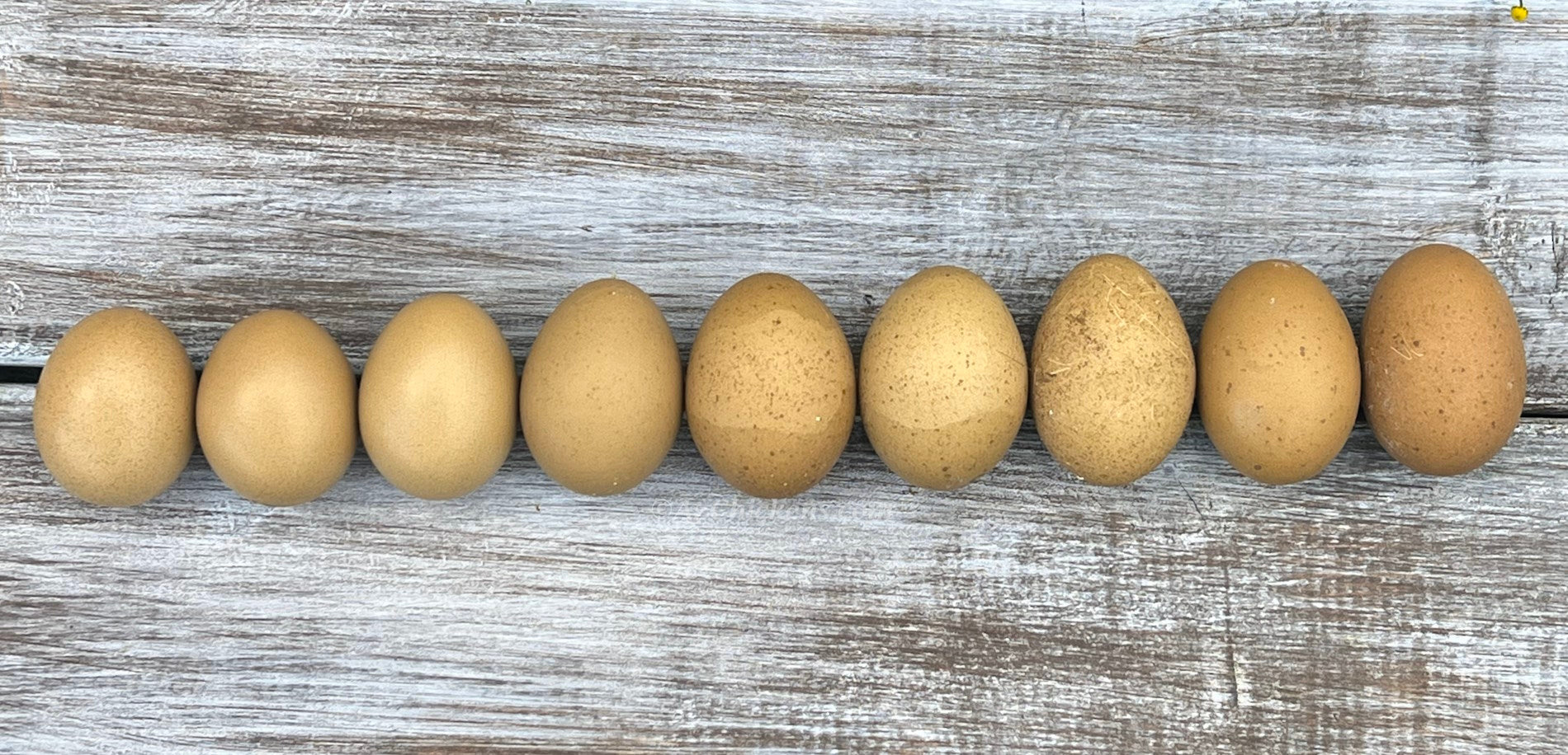 Day-old Moss Egger chicks in olive green, AmericanBresse.com heritage breed for egg laying.