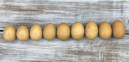 Day-old Moss Egger chicks in olive green, AmericanBresse.com heritage breed for egg laying.