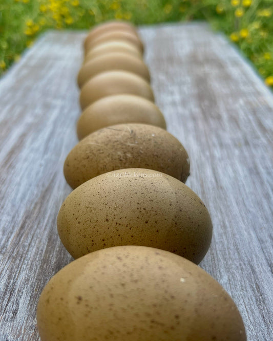 Olive Egger hens, 6-10 weeks old, with unique olive eggs, from Az Chickens, ideal for backyard flocks.
