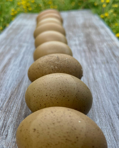 Dark Olive Moss Egger hatching eggs with F3-F7 generation, ideal for backyard chickens, by AmericanBresse.com