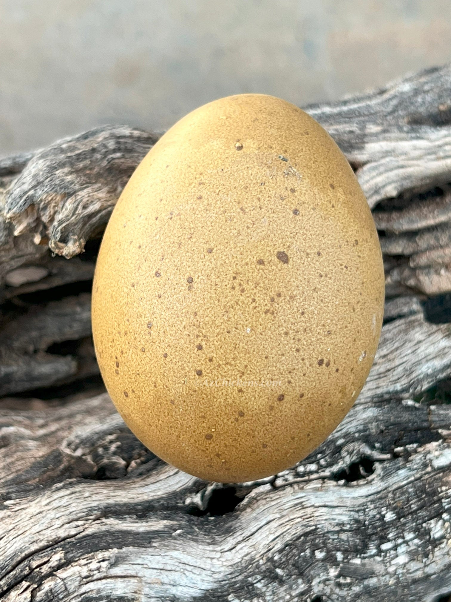 Huevos Olive Egger