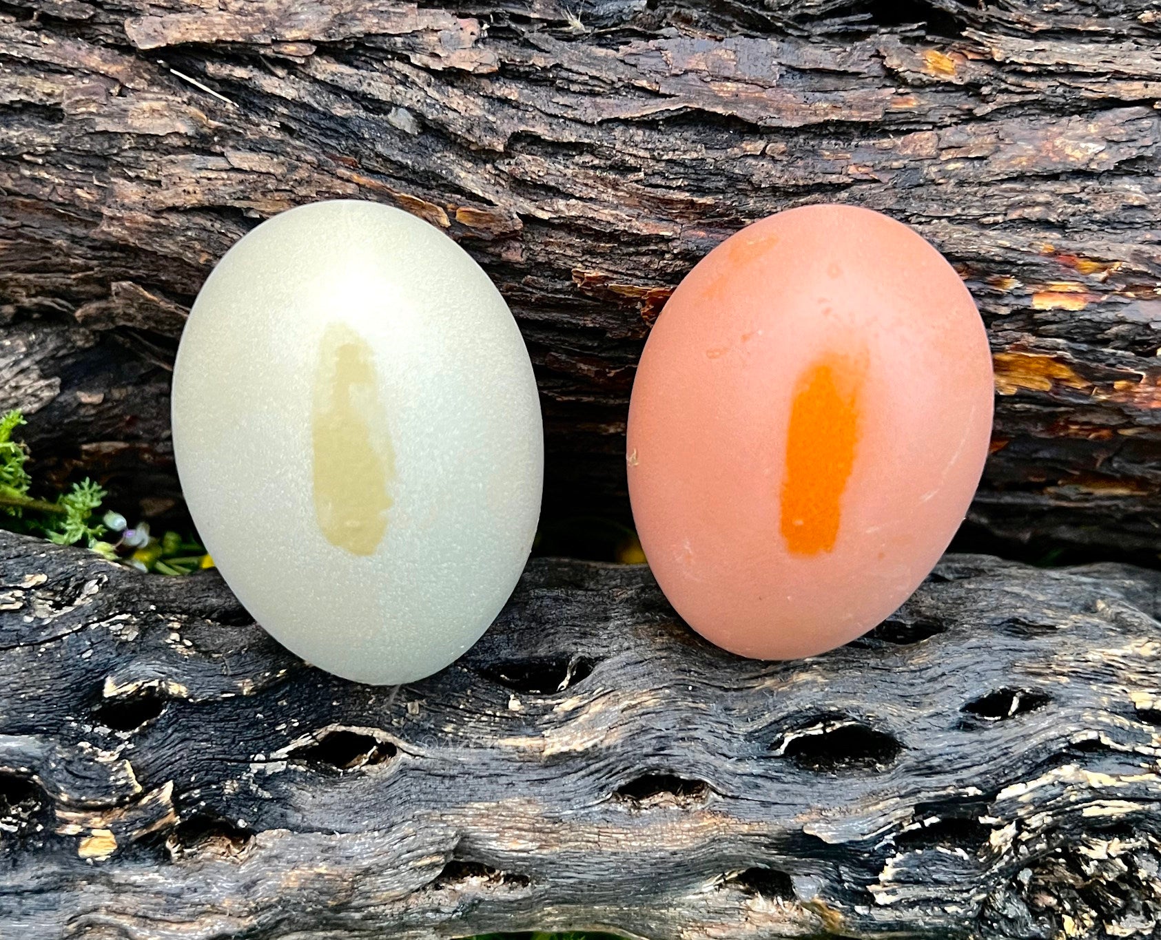 Fertile Olive Egger hatching eggs in a natural setting, AmericanBresse.com brand, 1 dozen option available