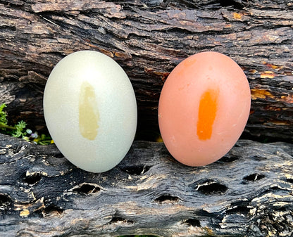 Fertile Olive Egger hatching eggs in a natural setting, AmericanBresse.com brand, 1 dozen option available