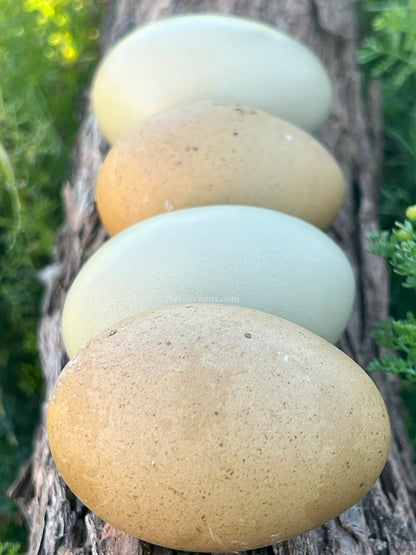 Six Olive Egger hens, 6-10 weeks old, with unique olive green eggs, from Az Chickens, ideal for backyard flocks.