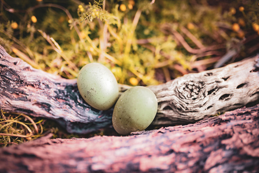 Olive Egger hens, 6-10 weeks old, featuring unique olive-colored eggs, by Az Chickens.