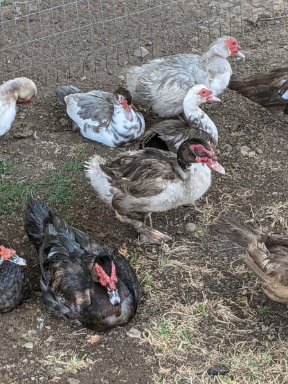 Patitos de Moscovia: una raza tranquila, resistente y de doble propósito para producir huevos y carne.