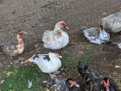 Patitos de Moscovia: una raza tranquila, resistente y de doble propósito para producir huevos y carne.