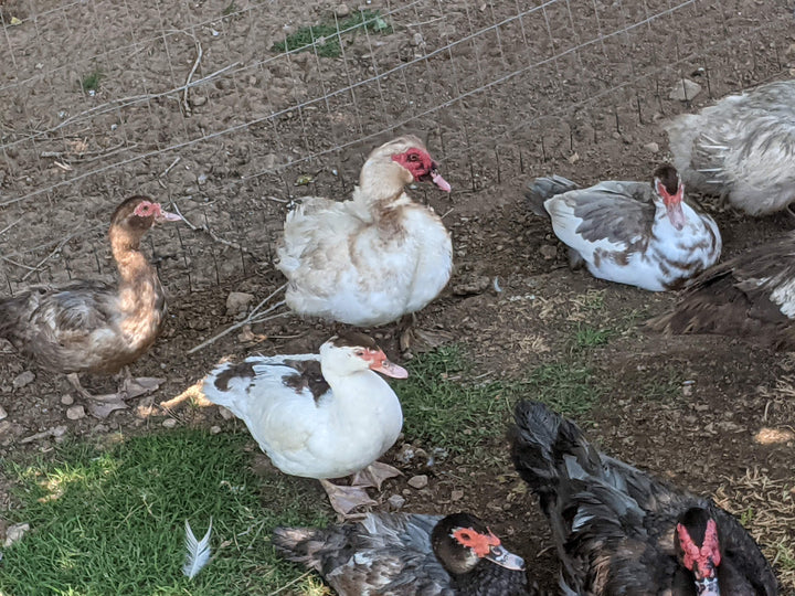 Muscovy Ducklings - Quiet Hardy Dual-Purpose Breed for Eggs & Meat