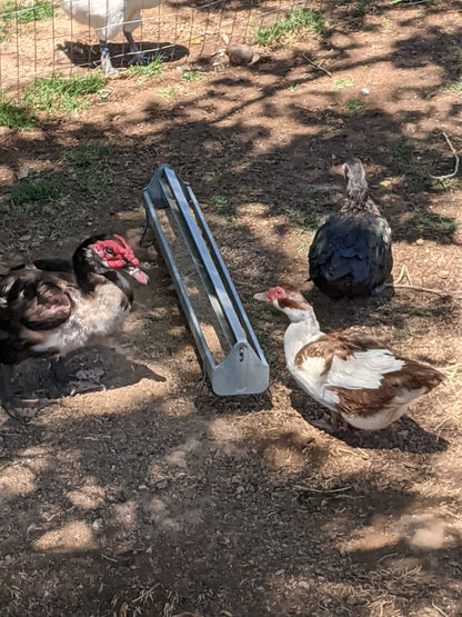 Patitos de Moscovia: una raza tranquila, resistente y de doble propósito para producir huevos y carne.