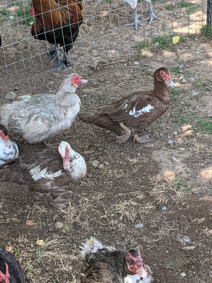 Patitos de Moscovia: una raza tranquila, resistente y de doble propósito para producir huevos y carne.