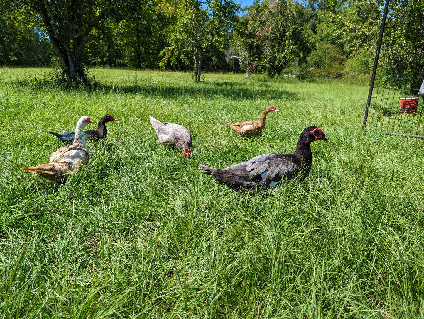 Assorted baby Muscovy ducklings from Az Chickens, featuring blue and chocolate colors, ideal for eggs and meat.